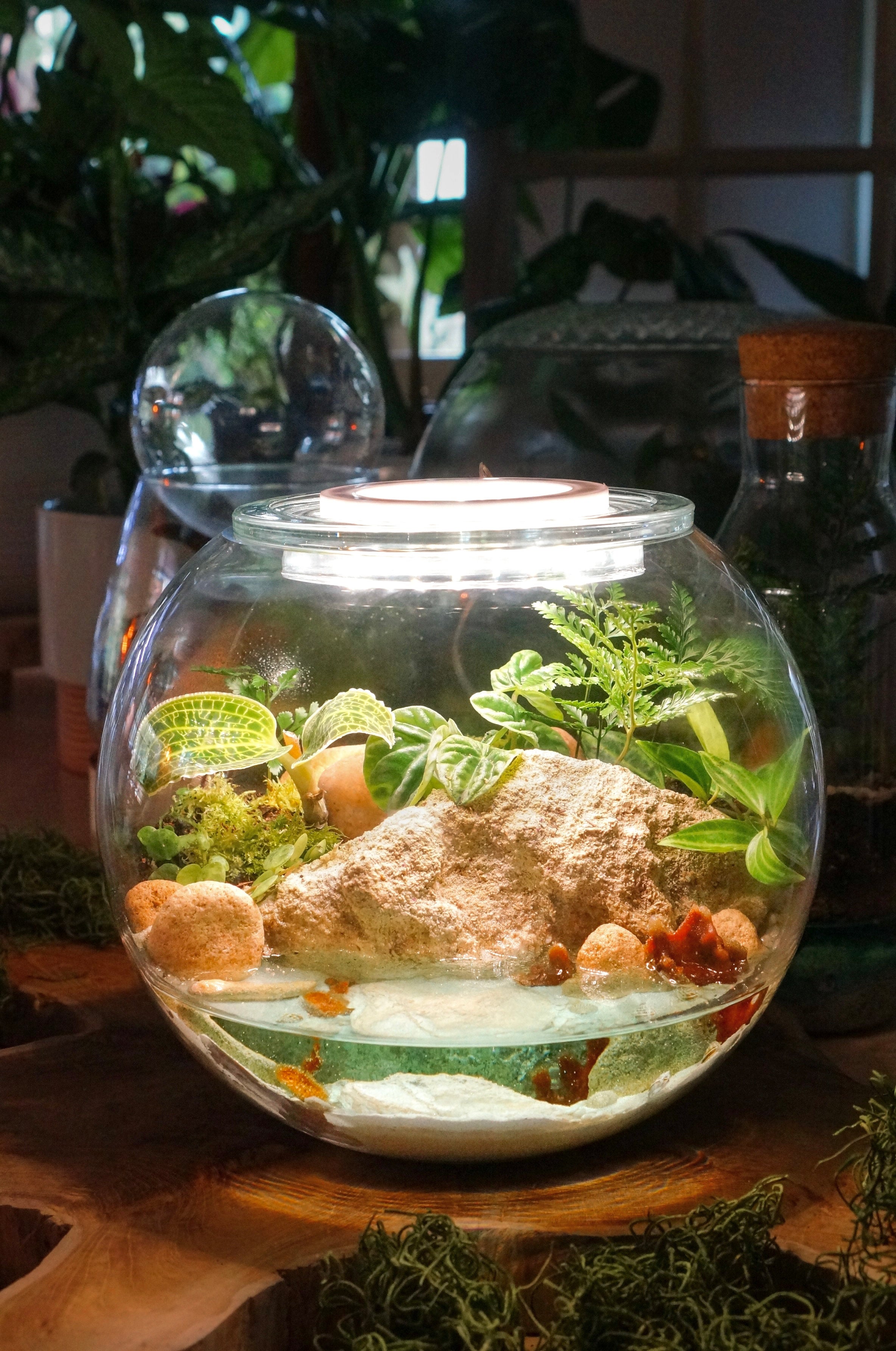 Plant terrarium shop with light